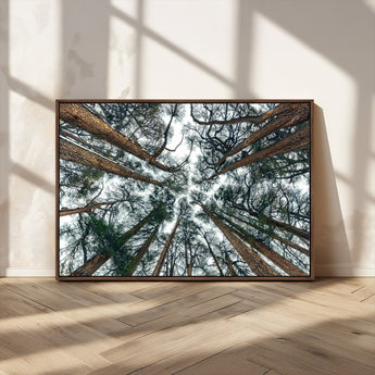 18790-MGV-FC-36X24_Walnut-Pine Canopy Wall Art – Panoramic View of Towering Pines Canvas Print, Nature-Inspired Decor for Office, Cabin or Living Room