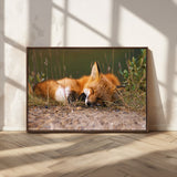 25085-MGV-CV-36X24-Sleeping Fox Wall Art Canvas Print, Framed Rustic Fox Art Picture Print, Wildlife Animal Perfect Rustic Farmhouse Decor Artwork