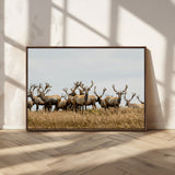 42170220-MGV-CV-36X24-Elk Herd Wall Art Canvas Print, Framed Wildlife Photography Art Picture Print, Majestic Antlers Perfect Rustic Wildlife Decor
