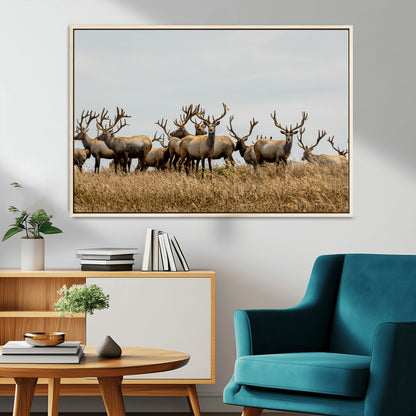 42170220-MGV-CV-36X24-Elk Herd Wall Art Canvas Print, Framed Wildlife Photography Art Picture Print, Majestic Antlers Perfect Rustic Wildlife Decor