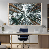 18790-MGV-CV-36X24-Pine Canopy Wall Art – Panoramic View of Towering Pines Canvas Print, Nature-Inspired Decor for Office, Cabin or Living Room