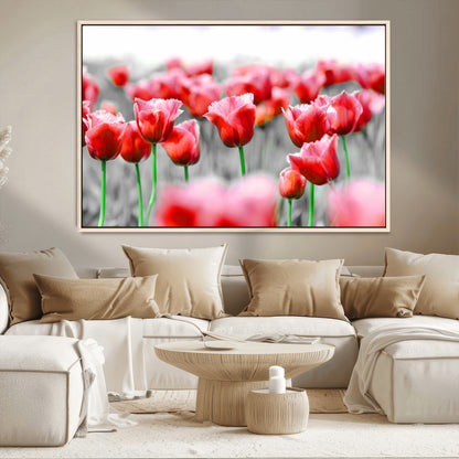 44554-MGV-CV-36X24-Vibrant red tulips stand out beautifully against a black-and-white background, making a striking decor piece perfect for any home