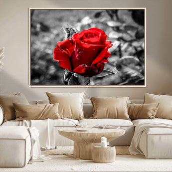 84671-MGV-FC-36X24_Natural-Red Rose Wall Art – Vibrant Single Bloom Canvas Print with Black and White Background, Elegant Floral Decor for Living Room,
