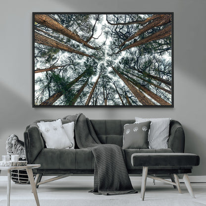 18790-MGV-CV-36X24-Pine Canopy Wall Art – Panoramic View of Towering Pines Canvas Print, Nature-Inspired Decor for Office, Cabin or Living Room
