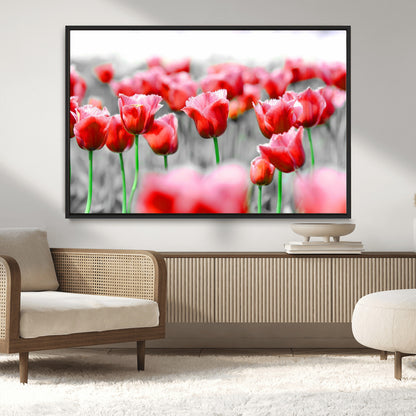 44554-MGV-CV-36X24-Vibrant red tulips stand out beautifully against a black-and-white background, making a striking decor piece perfect for any home
