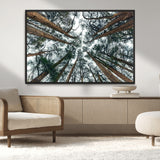 18790-MGV-FC-36X24_Black-Pine Canopy Wall Art – Panoramic View of Towering Pines Canvas Print, Nature-Inspired Decor for Office, Cabin or Living Room
