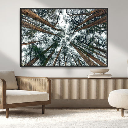 18790-MGV-FC-36X24_Black-Pine Canopy Wall Art – Panoramic View of Towering Pines Canvas Print, Nature-Inspired Decor for Office, Cabin or Living Room