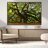 29407-MGV-CV-36X24-Ancient Oak Tree Wall Art – Majestic Nature Canvas Print, Large Tree Photography Decor for Living Room or Office