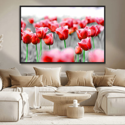 44554-MGV-CV-36X24-Vibrant red tulips stand out beautifully against a black-and-white background, making a striking decor piece perfect for any home