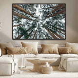 18790-MGV-CV-36X24-Pine Canopy Wall Art – Panoramic View of Towering Pines Canvas Print, Nature-Inspired Decor for Office, Cabin or Living Room
