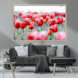 44554-MGV-CV-36X24-Vibrant red tulips stand out beautifully against a black-and-white background, making a striking decor piece perfect for any home