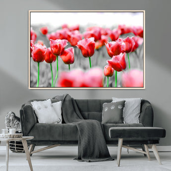 44554-MGV-CV-36X24-Vibrant red tulips stand out beautifully against a black-and-white background, making a striking decor piece perfect for any home