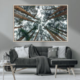 18790-MGV-CV-36X24-Pine Canopy Wall Art – Panoramic View of Towering Pines Canvas Print, Nature-Inspired Decor for Office, Cabin or Living Room