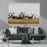 42170220-MGV-CV-36X24-Elk Herd Wall Art Canvas Print, Framed Wildlife Photography Art Picture Print, Majestic Antlers Perfect Rustic Wildlife Decor