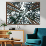 18790-MGV-CV-36X24-Pine Canopy Wall Art – Panoramic View of Towering Pines Canvas Print, Nature-Inspired Decor for Office, Cabin or Living Room