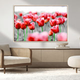 44554-MGV-CV-36X24-Vibrant red tulips stand out beautifully against a black-and-white background, making a striking decor piece perfect for any home
