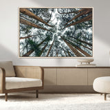 18790-MGV-FC-36X24_Natural-Pine Canopy Wall Art – Panoramic View of Towering Pines Canvas Print, Nature-Inspired Decor for Office, Cabin or Living Room