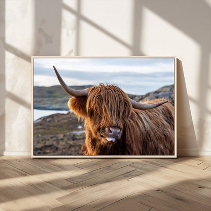 71222-MGV-CV-36X24-A playful Highland cow with shaggy fur sticks out its tongue, set against a rugged landscape — perfect for quirky home or office