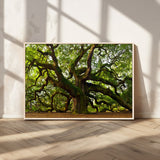 29407-MGV-CV-36X24-Ancient Oak Tree Wall Art – Majestic Nature Canvas Print, Large Tree Photography Decor for Living Room or Office