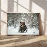 43350-MGV-CV-36X24-Wild Bear in Snow Wall Art – Majestic Wildlife Photography Print, Winter Forest Nature Decor for Cabin, Lodge, Rustic Home,