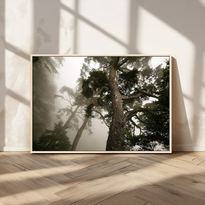 87969493-MGV-CV-36X24-Forest Wall Art – Misty Tall Trees Canvas Print, Dramatic Woodland Photography Decor for Bedroom, Living Room, Office, Cabin,
