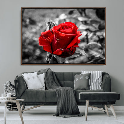 84671-MGV-FC-36X24_Walnut-Red Rose Wall Art – Vibrant Single Bloom Canvas Print with Black and White Background, Elegant Floral Decor for Living Room,