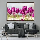 30632-MGV-CV-36X24-Purple Tulip Field Wall Art – Beautiful Spring Flowers Canvas Print with Soft Focus and Bright Sky, Ideal Floral Decor for Home or
