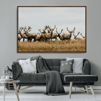 42170220-MGV-CV-36X24-Elk Herd Wall Art Canvas Print, Framed Wildlife Photography Art Picture Print, Majestic Antlers Perfect Rustic Wildlife Decor