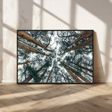 18790-MGV-CV-36X24-Pine Canopy Wall Art – Panoramic View of Towering Pines Canvas Print, Nature-Inspired Decor for Office, Cabin or Living Room