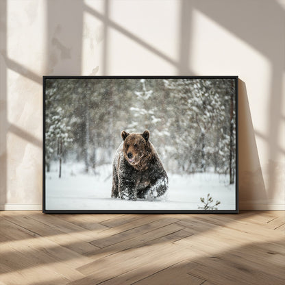 43350-MGV-CV-36X24-Wild Bear in Snow Wall Art – Majestic Wildlife Photography Print, Winter Forest Nature Decor for Cabin, Lodge, Rustic Home,