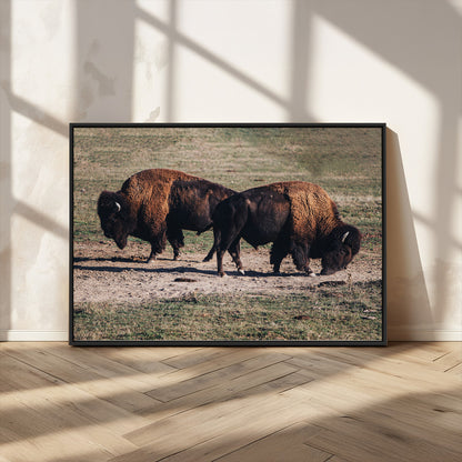 58141885-MGV-CV-36X24-Bison Photography Wall Art Canvas Print, Framed Western Wildlife Art Picture Print, Modern Ranch Perfect Western Rustic Decor