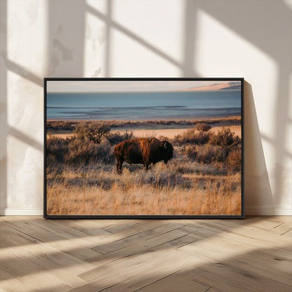 39509187-MGV-CV-36X24-Western Wildlife Wall Art Canvas Print, Framed Bison Art Picture Print, Golden Hour Perfect Western Rustic Decor Artwork
