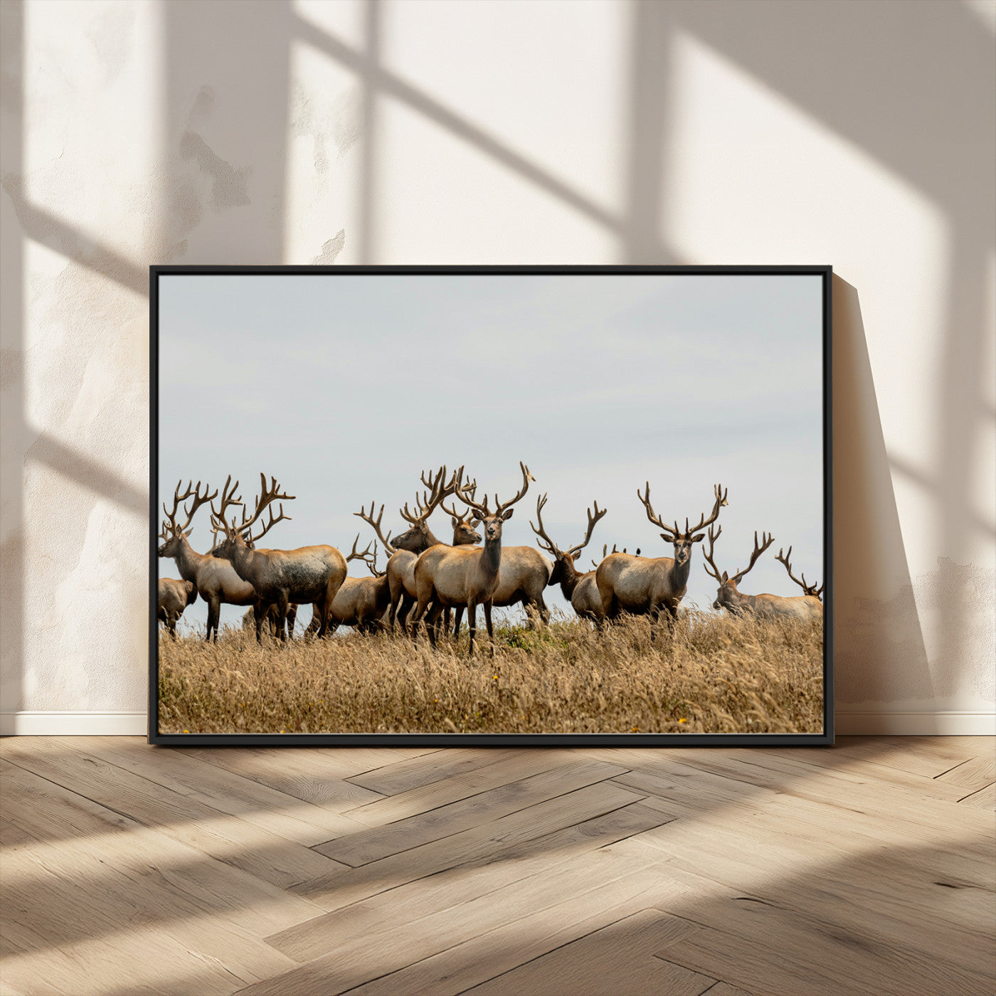 42170220-MGV-CV-36X24-Elk Herd Wall Art Canvas Print, Framed Wildlife Photography Art Picture Print, Majestic Antlers Perfect Rustic Wildlife Decor