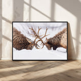 99240306-MGV-FC-36X24_Black-Elk Wall Art – Two Bull Elk Fighting in Snow Canvas Print, Rustic Wildlife Artwork for Cabin, Lodge, Western Farmhouse, Nature &