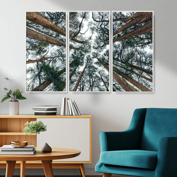 18790-MGV-FC-48X32-3P_White-Pine Canopy Wall Art – Panoramic View of Towering Pines Canvas Print, Nature-Inspired Decor for Office, Cabin or Living Room