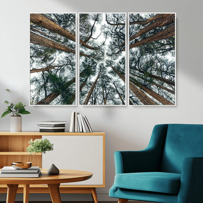 18790-MGV-FC-48X32-3P_White-Pine Canopy Wall Art – Panoramic View of Towering Pines Canvas Print, Nature-Inspired Decor for Office, Cabin or Living Room