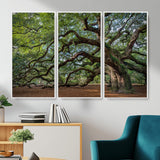 MGV-FC-48X32-3P - Historic Tree Wall Art Canvas Print, Framed Mossy Tree Art Picture Print, Twisted Branches Perfect Nature Southern Decor Artwork