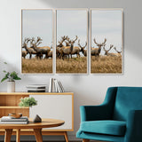 42170220-MGV-CV-36X24-Elk Herd Wall Art Canvas Print, Framed Wildlife Photography Art Picture Print, Majestic Antlers Perfect Rustic Wildlife Decor