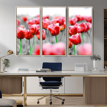 44554-MGV-CV-36X24-Vibrant red tulips stand out beautifully against a black-and-white background, making a striking decor piece perfect for any home