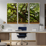 29407-MGV-CV-36X24-Ancient Oak Tree Wall Art – Majestic Nature Canvas Print, Large Tree Photography Decor for Living Room