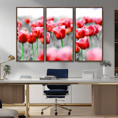 44554-MGV-CV-36X24-Vibrant red tulips stand out beautifully against a black-and-white background, making a striking decor piece perfect for any home