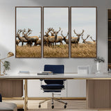 42170220-MGV-CV-36X24-Elk Herd Wall Art Canvas Print, Framed Wildlife Photography Art Picture Print, Majestic Antlers Perfect Rustic Wildlife Decor