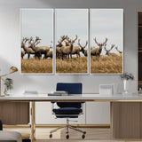 42170220-MGV-CV-36X24-Elk Herd Wall Art Canvas Print, Framed Wildlife Photography Art Picture Print, Majestic Antlers Perfect Rustic Wildlife Decor