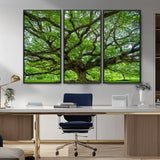 49375306-MGV-CV-36X24-Ancient Tree Wall Art Canvas Print, Framed Sprawling Branches Art Picture Print, Gnarling Tree Perfect Earthy Natural Decor