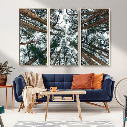 18790-MGV-CV-36X24-Pine Canopy Wall Art – Panoramic View of Towering Pines Canvas Print, Nature-Inspired Decor for Office, Cabin or Living Room