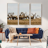 42170220-MGV-CV-36X24-Elk Herd Wall Art Canvas Print, Framed Wildlife Photography Art Picture Print, Majestic Antlers Perfect Rustic Wildlife Decor