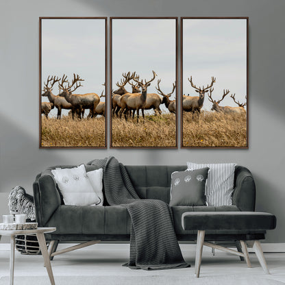 42170220-MGV-CV-36X24-Elk Herd Wall Art Canvas Print, Framed Wildlife Photography Art Picture Print, Majestic Antlers Perfect Rustic Wildlife Decor