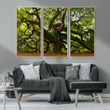 29407-MGV-CV-36X24-Ancient Oak Tree Wall Art – Majestic Nature Canvas Print, Large Tree Photography Decor for Living Room or Office