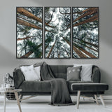 18790-MGV-CV-36X24-Pine Canopy Wall Art – Panoramic View of Towering Pines Canvas Print, Nature-Inspired Decor for Office, Cabin or Living Room
