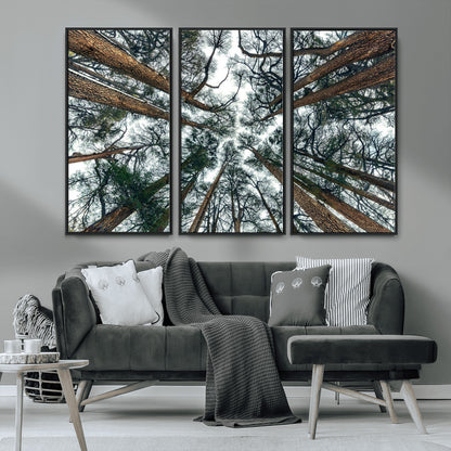 18790-MGV-CV-36X24-Pine Canopy Wall Art – Panoramic View of Towering Pines Canvas Print, Nature-Inspired Decor for Office, Cabin or Living Room